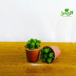 کاکتوس ساکولنت فنری