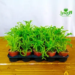 کاکتوس ساکولنت بند کفشی