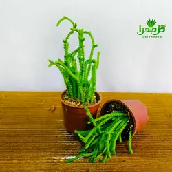 گل ساکولنت بند کفشی