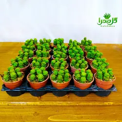 کاکتوس ساکولنت فنری