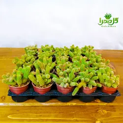 کاکتوس کاما سرئوس