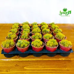 کاکتوس مامیلاریا پرولیفرا