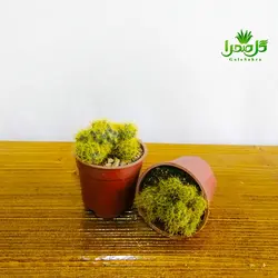 کاکتوس مامیلاریا پرولیفرا