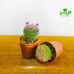 کاکتوس مامیلاریا هانیانا