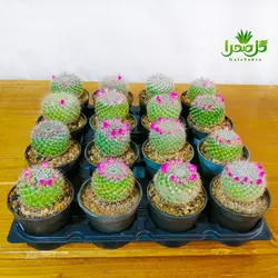 کاکتوس مامیلاریا هانیانا
