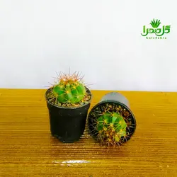 کاکتوس ملو