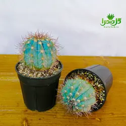 کاکتوس ملو تیغ آبی