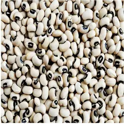 لوبیا چشم بلبلی ۵۰۰ گرمی