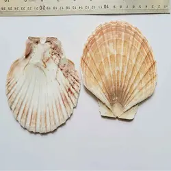 صدف پهن