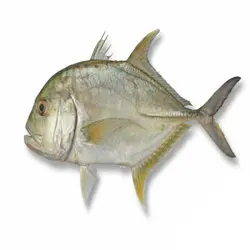 ماهی مقوا سفید