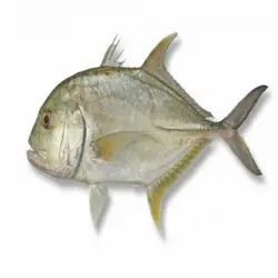 ماهی مقوا سفید