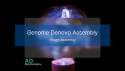 Genomic Denovo Assembly