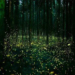 کد نوشته شده برای الگوریتم بهینه سازی کرم شب تاب