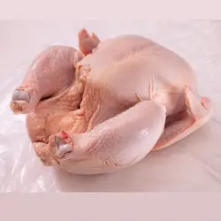 مرغ گرم تمیز شده جوجه ای