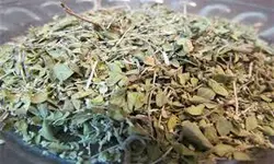 آویشن برگ پهن