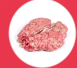 مغز شتر آسایش ( پک 2 عددی همراه با یخدان )