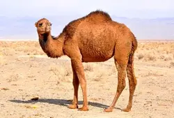 گوشت تازه  شتر