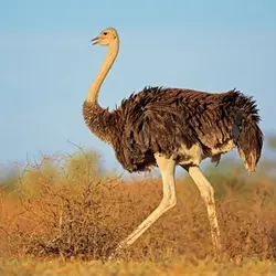 گوشت شتر مرغ