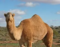 فروش عمده گوشت شتر