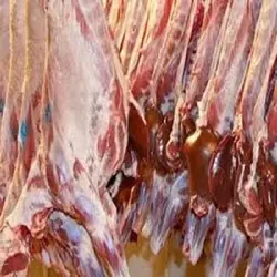 فروش عمده گوشت شتر