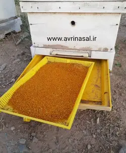 گرده گل ایرانی اعلاء