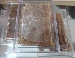 خرید عسل شان خالص