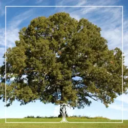 بلوط ایرانی