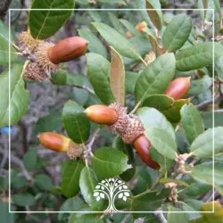 بلوط ایرانی