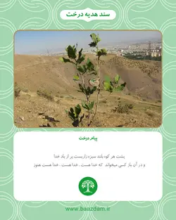 بلوط ایرانی