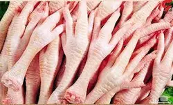 پای مرغ-طیور زنجان