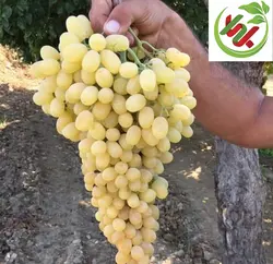انگور کشمش