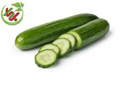 خیار بوته ای ممتاز