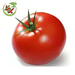 گوجه فرنگی