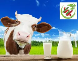 شیر محلی تازه (گاوی)