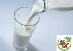 شیر محلی تازه (گاوی)