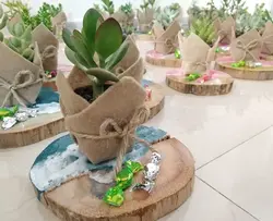 ساکولنت با تنه ی چوبی رزین شده