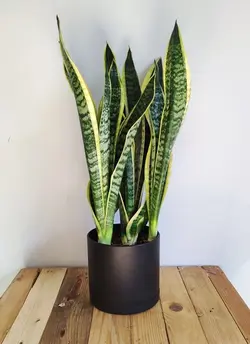 سانسوریا کرواتی طلایی با گلدان میکا مشکی 103/17.5