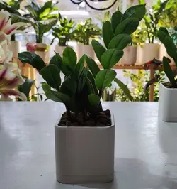 گیفت میکا 7.5-104 و زاموفیلیا ( به سفارش شرکت فراپخت مشهد)