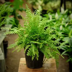 سرخسی سطل 4 پر