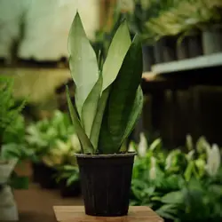 سانسوریا مهتابی سایز 4