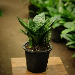 سانسوریا کامپکت سایز 14