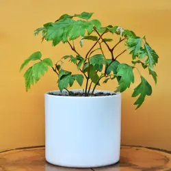 سیسوس با گلدان سرامیک