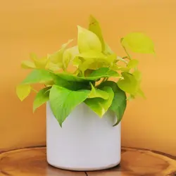 پتوس نئون با گلدان سرامیک