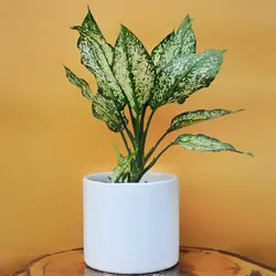 آگلونما برفی با گلدان سرامیک