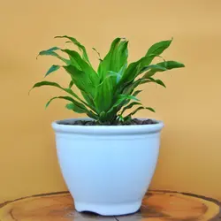 کامپکت با گلدان سرامیک