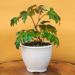 سیسوس با گلدان سرامیک