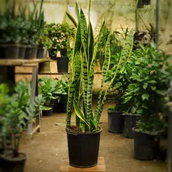 سانسوریا طلایی سایز 7