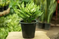 آگلونما برفی سطل 4 (پُر)