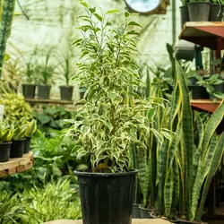 بنجامین سطل 7