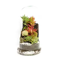 تراریوم فلکسی 30*15